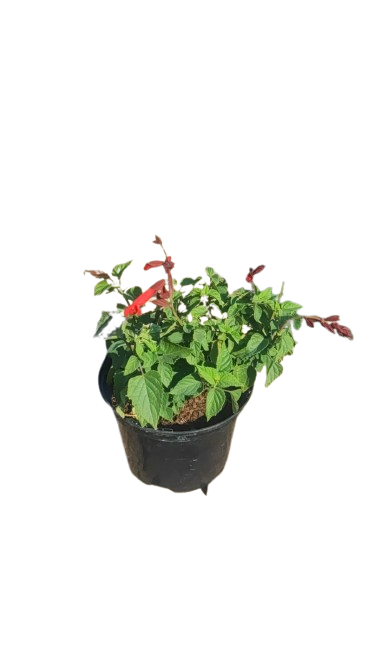 Salvia Various Colour 17cm