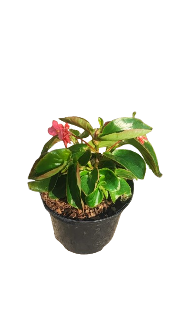 Begonia Dragon Wing 17cm Various