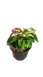 Begonia Dragon Wing 17cm Various