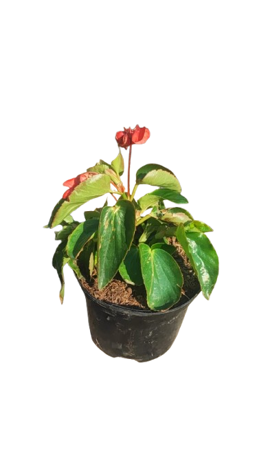 Begonia Dragon Wing 17cm Various