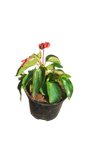 Begonia Dragon Wing 17cm Various