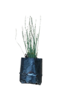 Chondropetallum Tectorum 4L