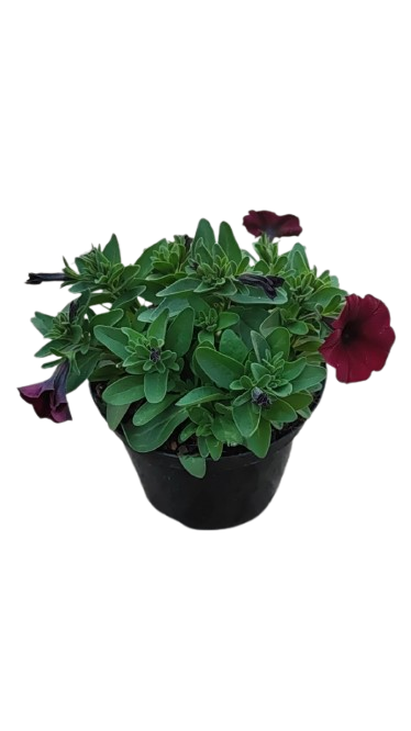Petunia Various Colours 19cm
