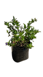 Brunfelsia (YTT) 10lt