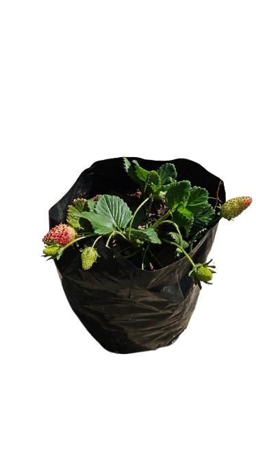 Strawberies 2.5lt
