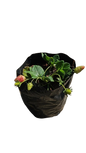 Strawberies 2.5lt