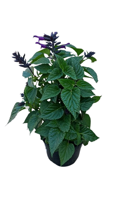 Salvia Rokin Mixed 17cm