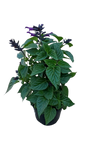 Salvia Rokin Mixed 17cm