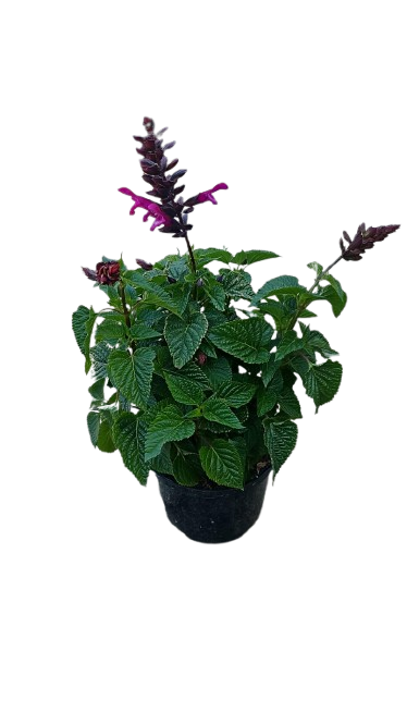 Salvia Rokin Mixed 17cm