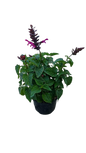 Salvia Rokin Mixed 17cm