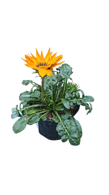 Gazania Mixed Colours 15cm