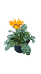 Gazania Mixed Colours 15cm