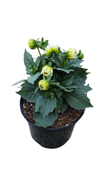 Dahlia Various Colours 17cm