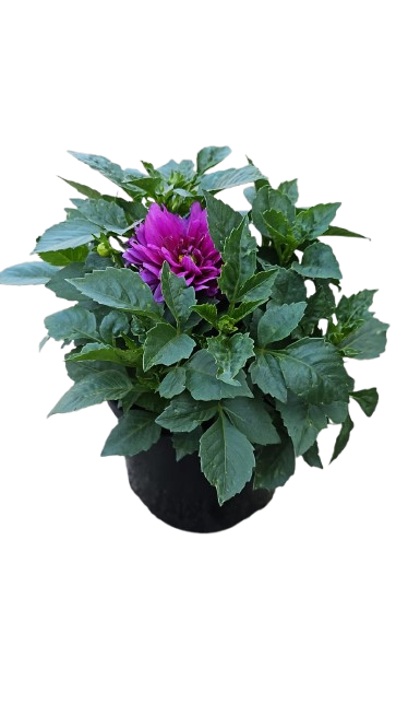 Dahlia Dalaya Various Colours 17cm
