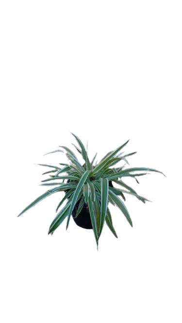 Chlorophytum 15cm