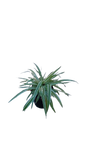 Chlorophytum 15cm
