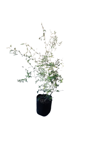 Olea Africana (wild Olive ) 10lt