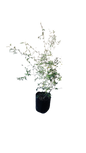 Olea Africana (wild Olive ) 10lt
