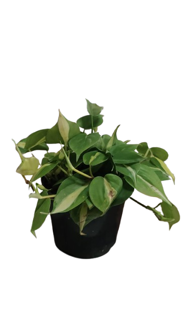 Philodendron Mica 15cm
