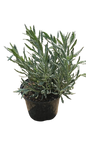 Lavender Angustifolia 17cm