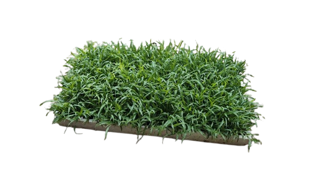 Elim Grass (Berea) Tray