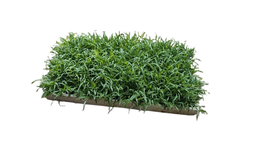 Elim Grass (Berea) Tray