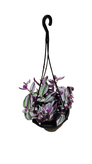 Tradescanthia Albiflora 'Nanouk' 20cm H/B