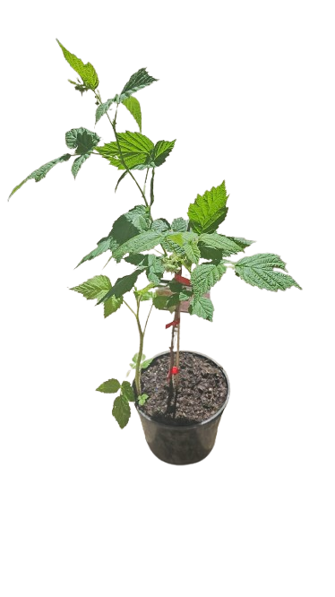 Raspberry Meeker 19cm