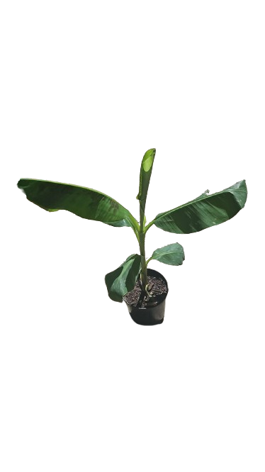 Banana Williams 10l