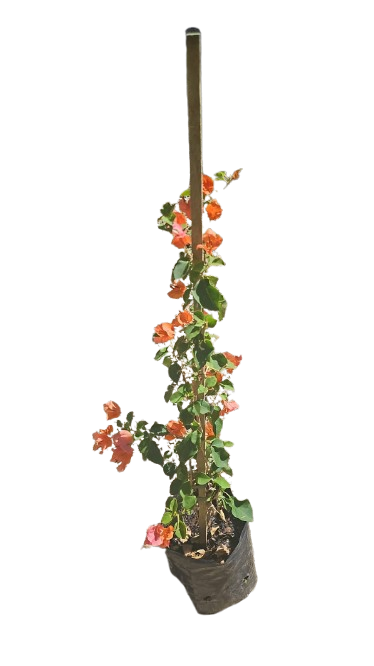 Bougainvillea 4l