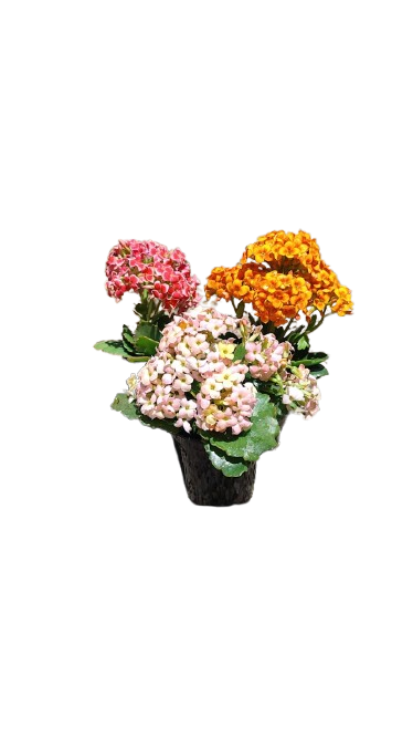 Kalanchoe Bloss Calandiva 9cm