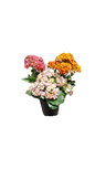 Kalanchoe Bloss Calandiva 9cm