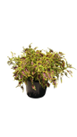 Coleus Various 17cm