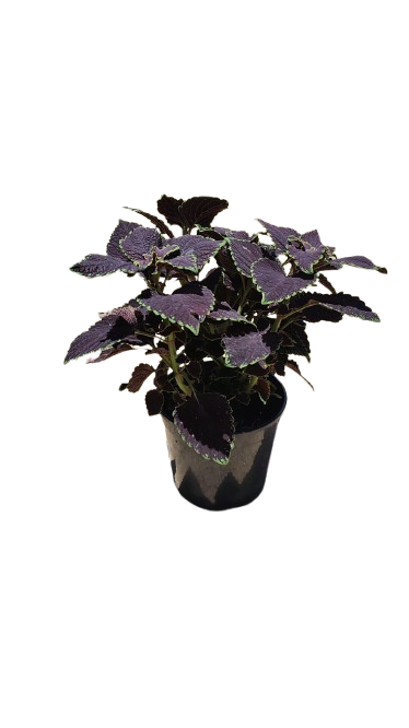 Coleus Various 17cm