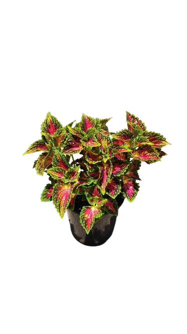 Coleus Various 17cm