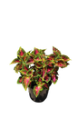 Coleus Various 17cm