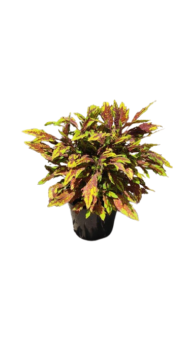 Coleus Various 17cm