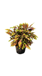Coleus Various 17cm