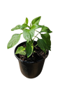 Sweet Pepper Pot Assorted 17cm