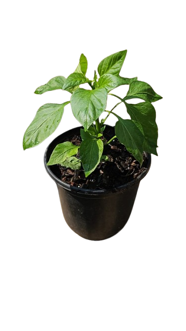 Sweet Pepper Pot Assorted 17cm