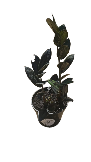 Zamioculcas Various 14cm