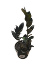 Zamioculcas Various 14cm