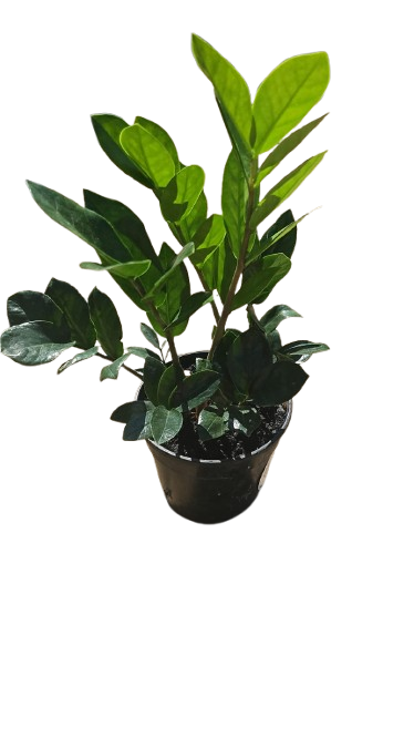 Zamioculcas Various 14cm