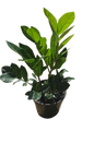 Zamioculcas Various 14cm