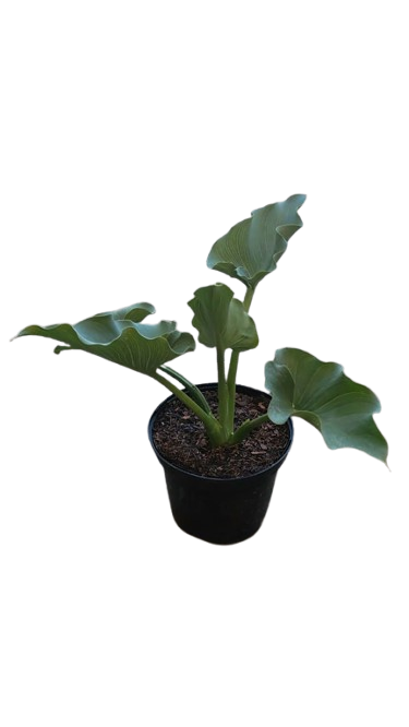Zantedeschia Aetiopica 19cm