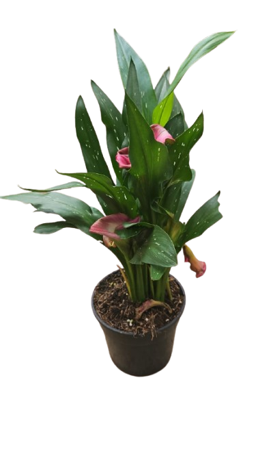 Zantadeschia Various Colours 14cm