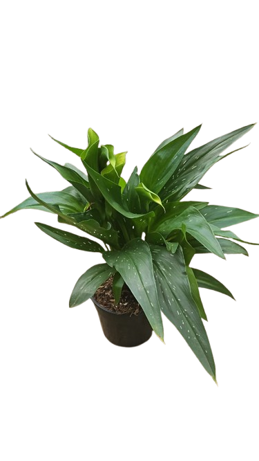 Zantadeschia Various Colours 14cm