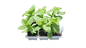 Zinnia 6 pack seedling tray