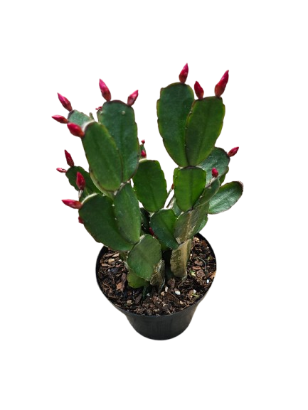 Zygo Cactus 12cm