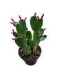 Zygo Cactus 12cm